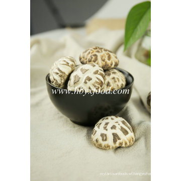 White Flower Mushroom Dried Agricultural Product